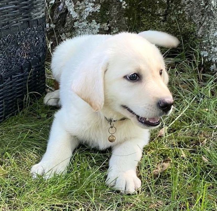 Labrador Retriever Welpen (Rüde und Hündin) verfügbar