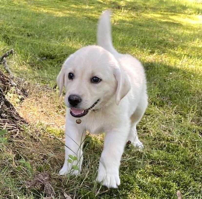 Labrador Retriever Welpen (Rüde und Hündin) verfügbar