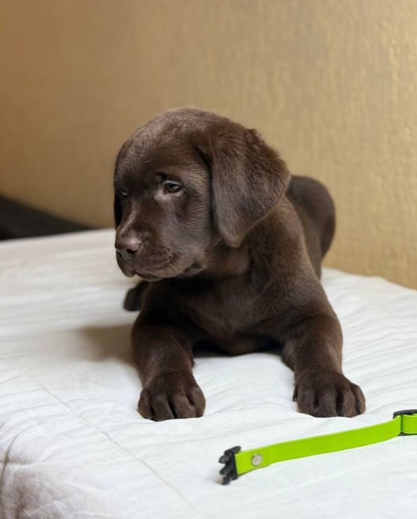 Labrador Retriever Welpen (Rüde und Hündin) verfügbar
