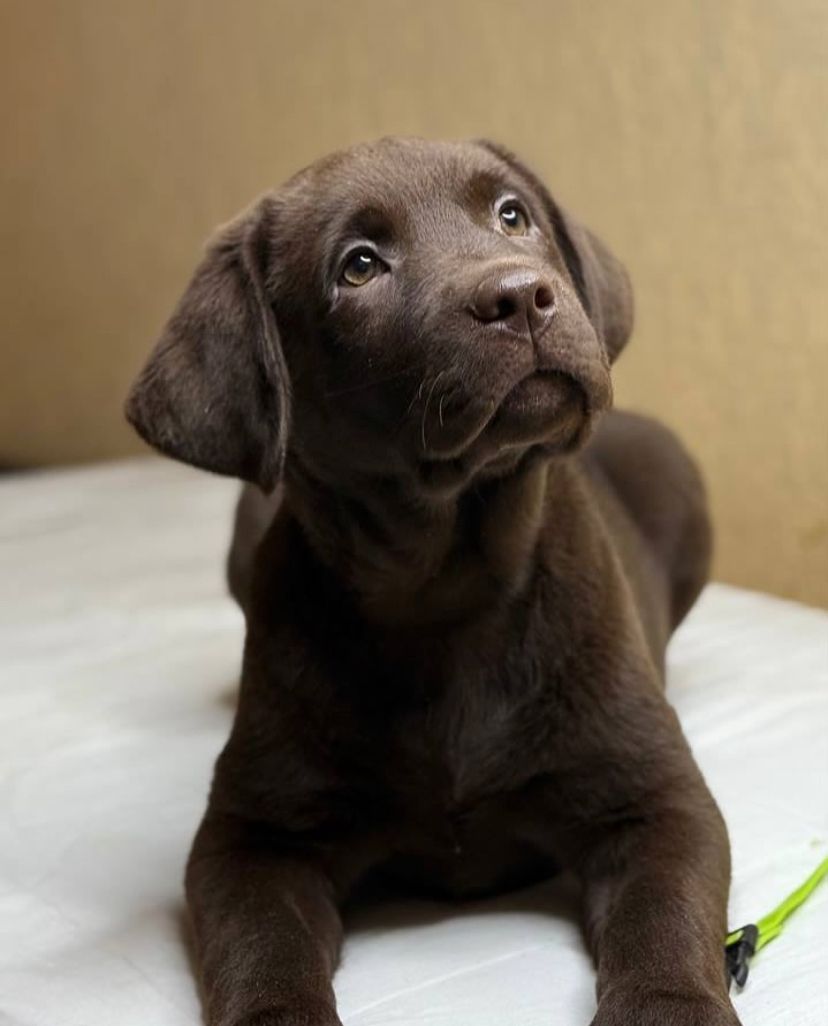 Labrador Retriever Welpen (Rüde und Hündin) verfügbar