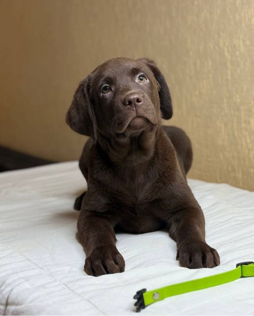 Labrador Retriever Welpen (Rüde und Hündin) verfügbar
