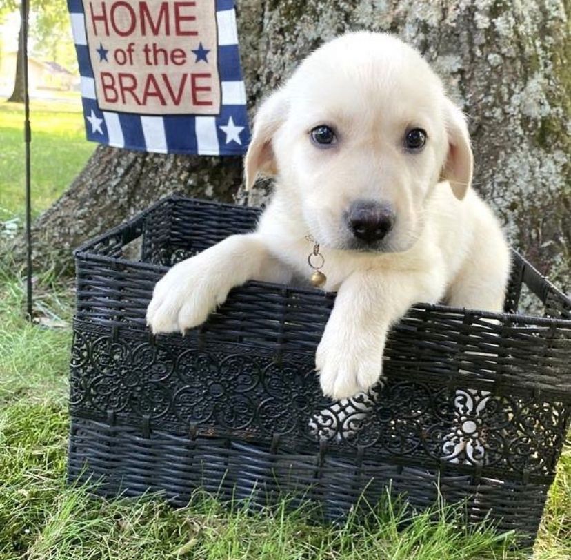 Labrador Retriever Welpen (Rüde und Hündin) verfügbar