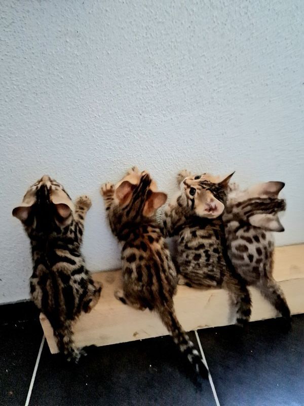 Bengalkitten mit WOW-EFFEKT