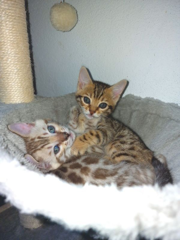 Bengalkitten mit WOW-EFFEKT