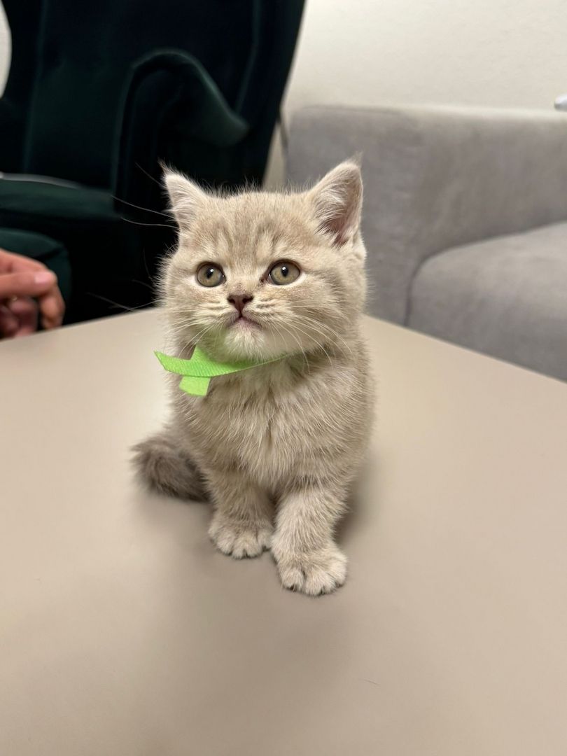 BKH KITTEN abgabebereit weiblich und männlich GEIMPFT UND KASTRIERT
