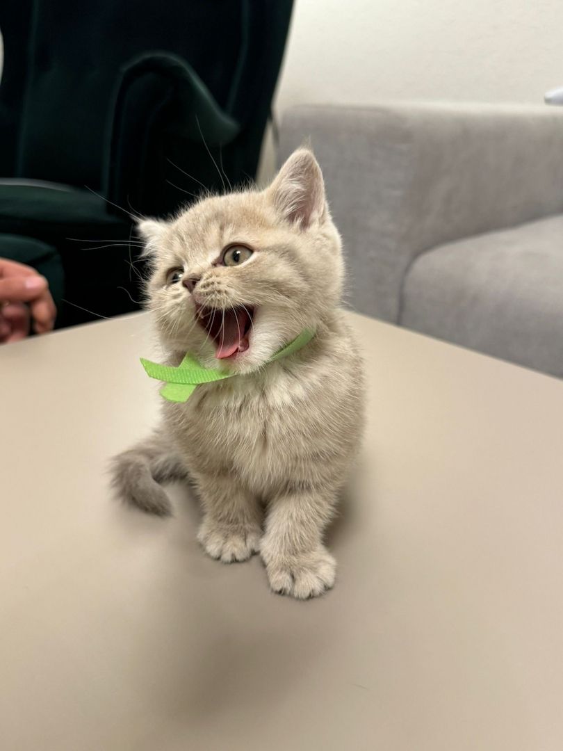 BKH KITTEN abgabebereit weiblich und männlich GEIMPFT UND KASTRIERT