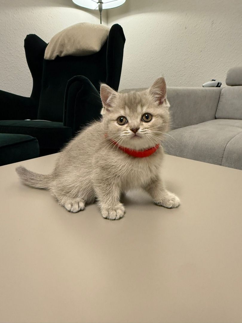 BKH KITTEN abgabebereit weiblich und männlich GEIMPFT UND KASTRIERT