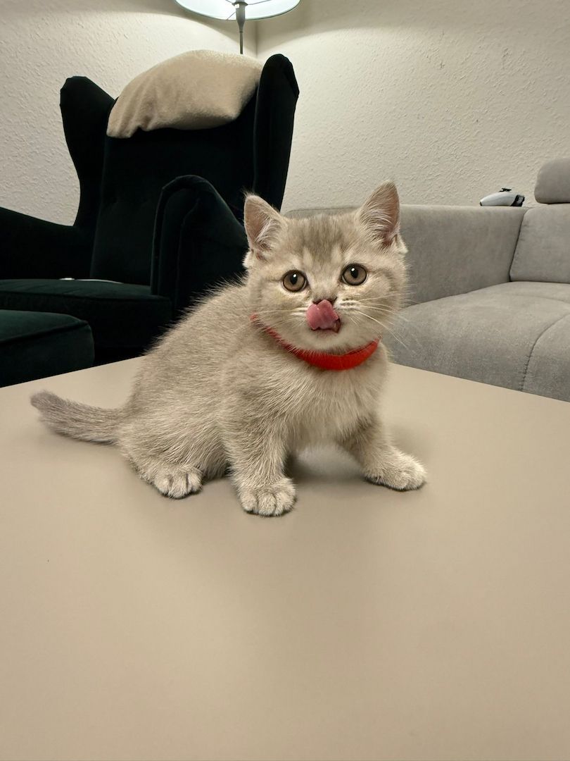 BKH KITTEN abgabebereit weiblich und männlich GEIMPFT UND KASTRIERT