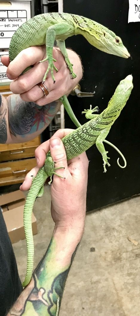 Smaragdbaumwaran (Varanus prasinus)