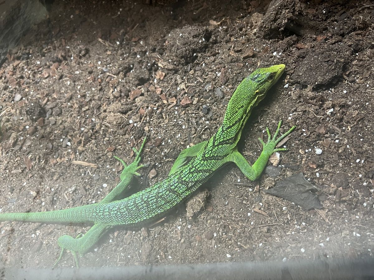 Smaragdbaumwaran (Varanus prasinus)