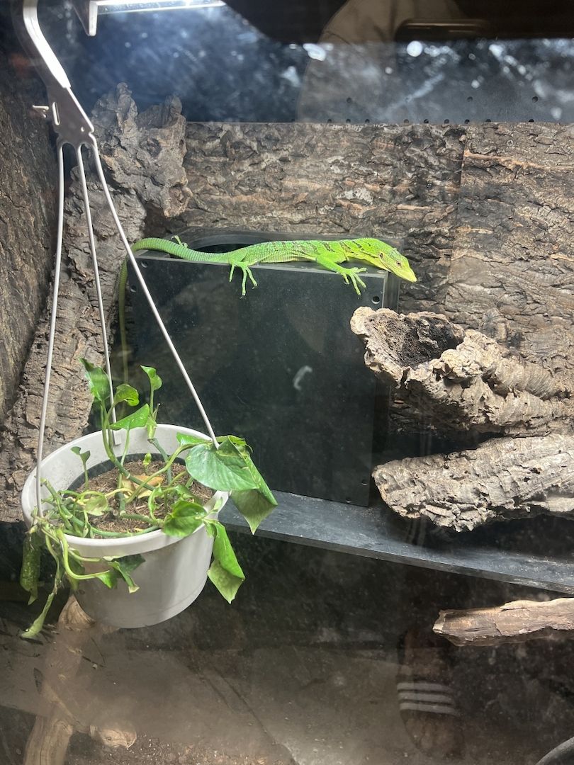 Smaragdbaumwaran (Varanus prasinus)