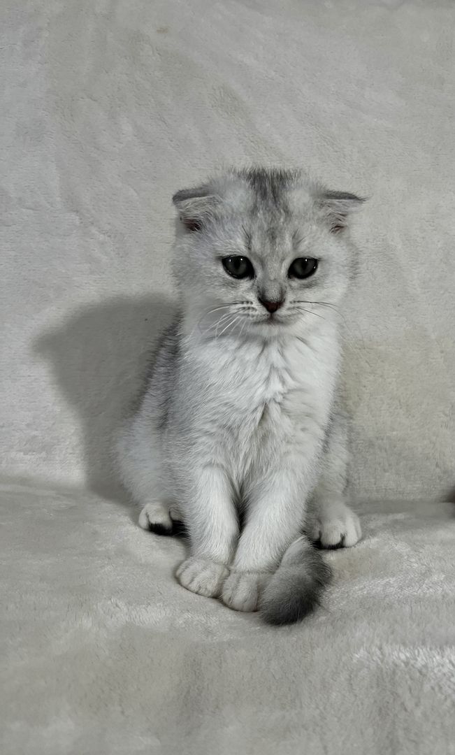 Britisch-Kurzhaar Kater