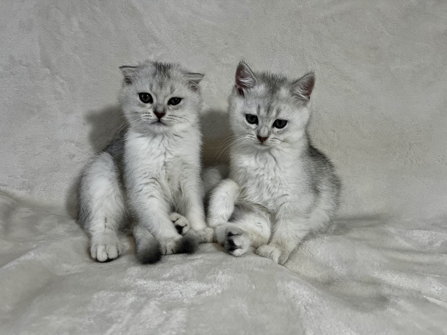 Britisch-Kurzhaar Kater