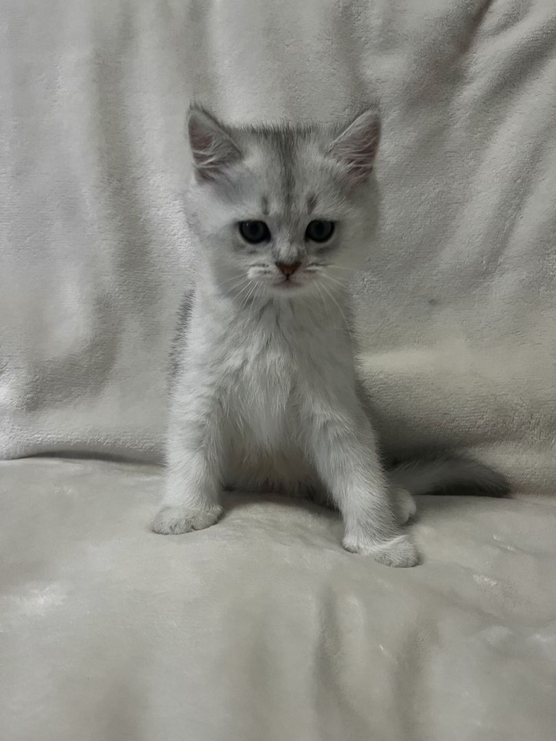 Britisch-Kurzhaar Kater