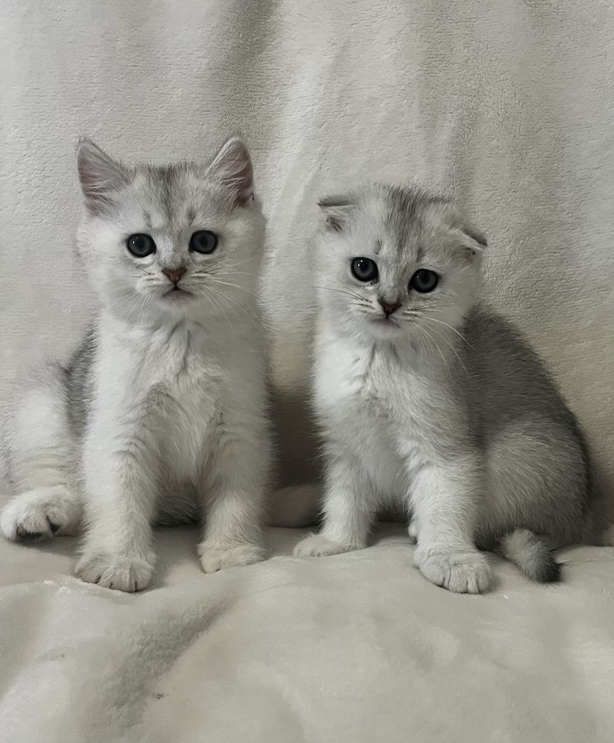 Britisch-Kurzhaar Kater