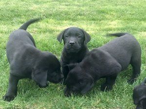 Qualit?t Labrador Welpen-WHATSAPP::+4915510348975