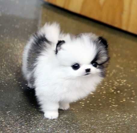 MINI.POMERANIAN ZWERGSPITZ BOO WELPEN-WHATSAPP::+4915510348975