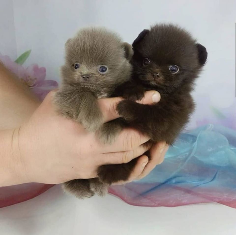 Kleine Pomeranien-Zwergspitz Babys-WHATSAPP::+4915510348975
