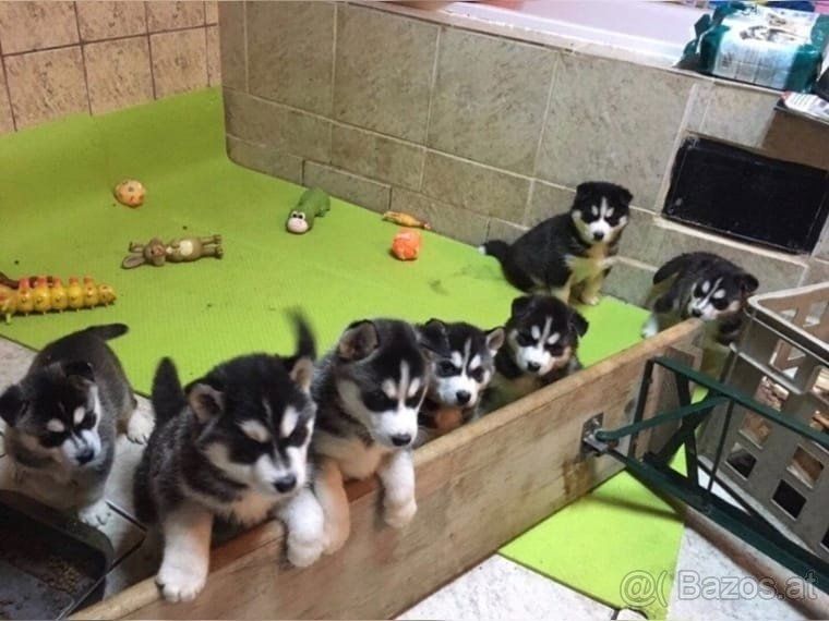 Siberian Husky Welpen -WHATSAPP::+4915510348975