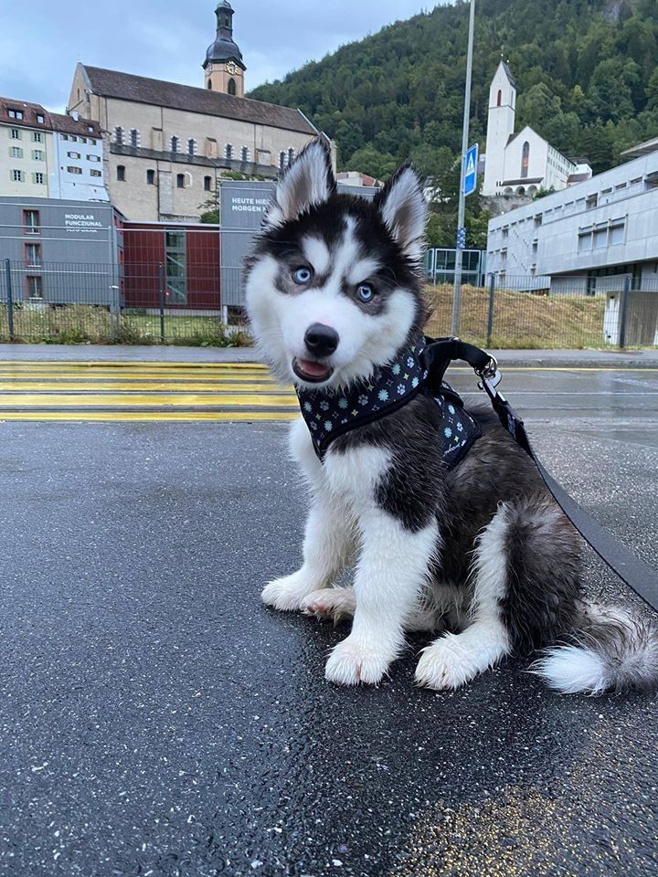 Süße Siberian Husky Welpen-WHATSAPP::+4915510348975