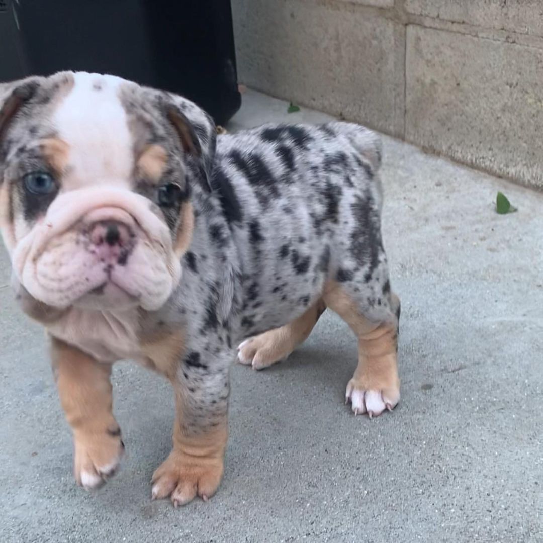 Englische Bulldoggenwelpen-WHATSAPP::+4915510348975