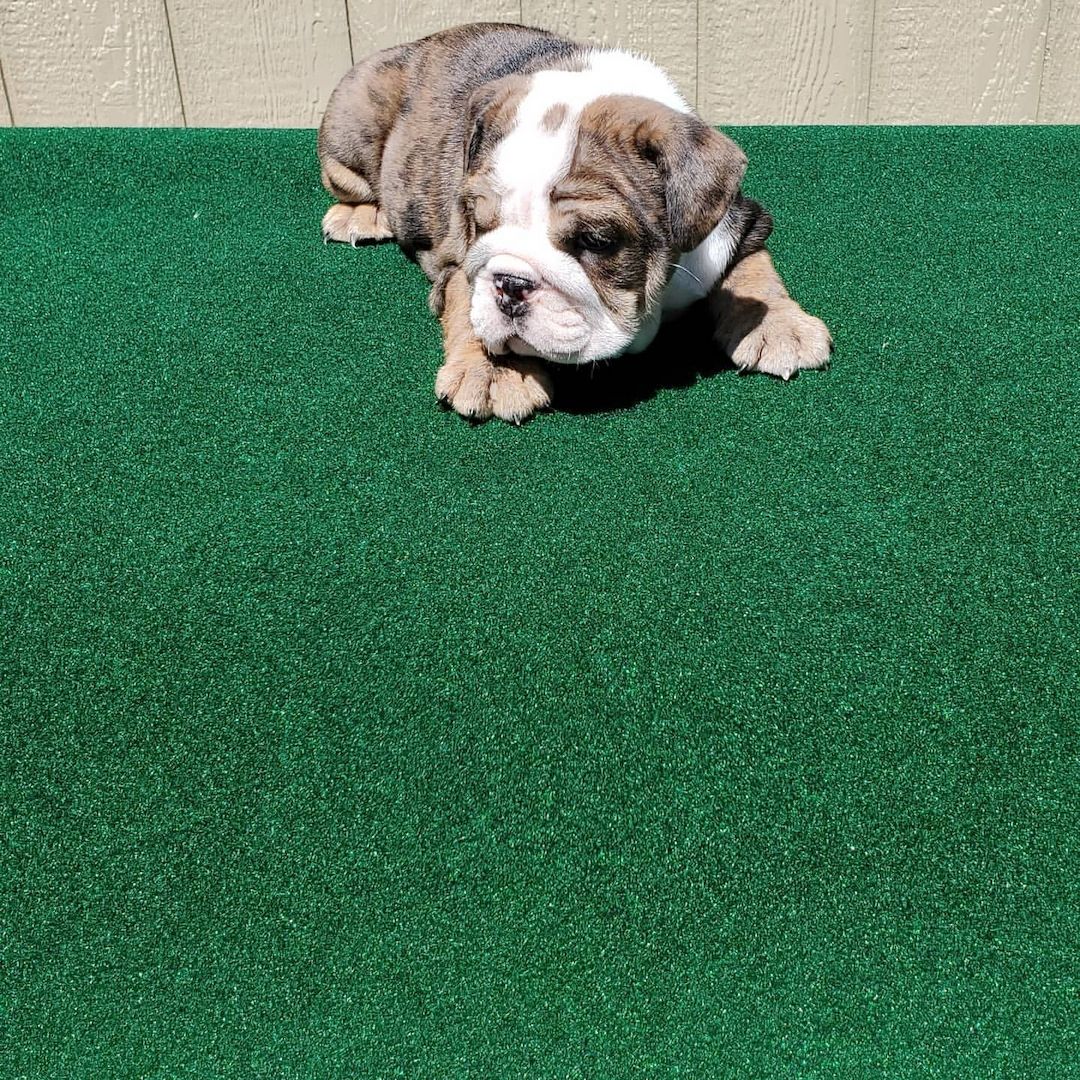 Englische Bulldogge Welpen-KOSTENLOS-WHATSAPP::+4915510348975