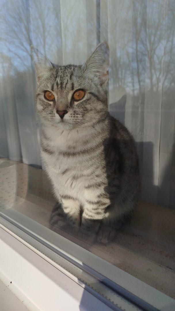 Wunderschöne Britisch Kurzhaar sucht liebevolles Zuhause