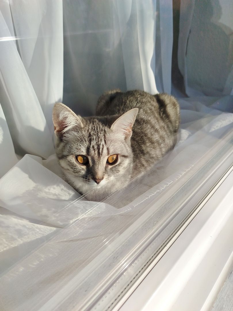 Wunderschöne Britisch Kurzhaar sucht liebevolles Zuhause