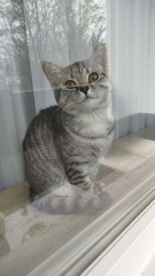 Wunderschöne Britisch Kurzhaar sucht liebevolles Zuhause