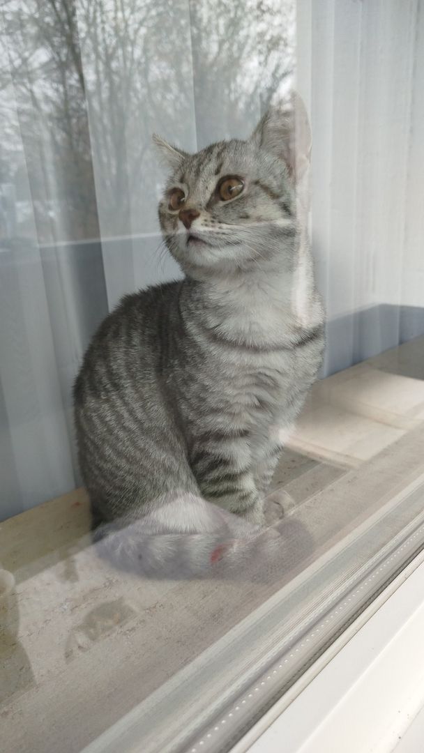 Wunderschöne Britisch Kurzhaar sucht liebevolles Zuhause