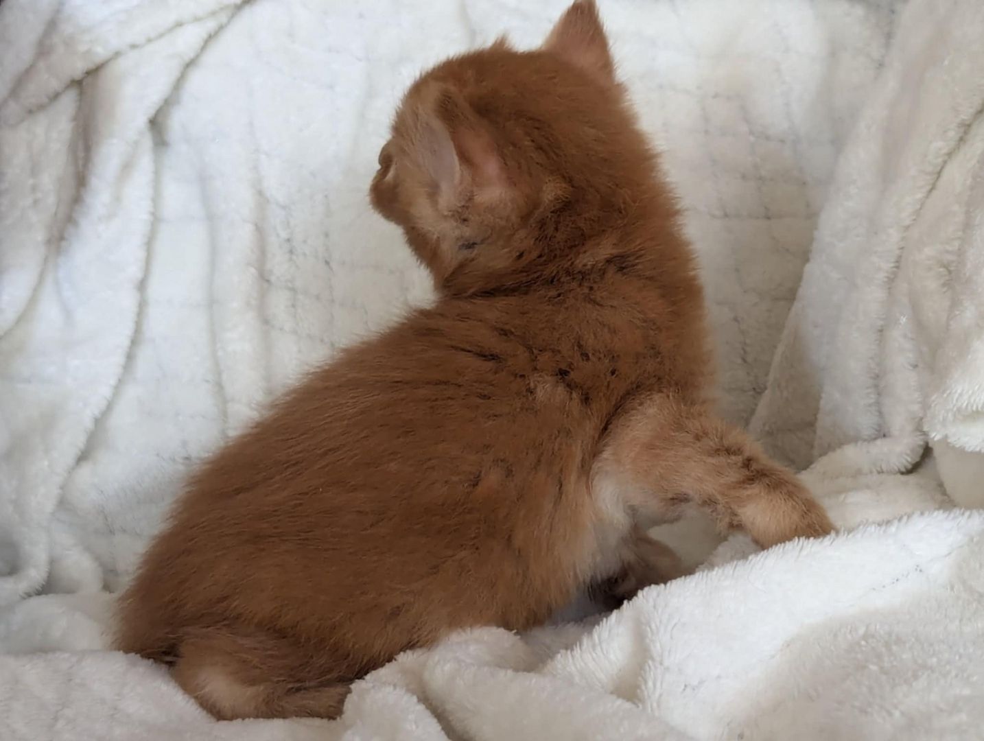 🐾 Maine Coon Kitten mit Herz & Magie – aus liebevoller Hobbyzucht „From Blasket Rock“