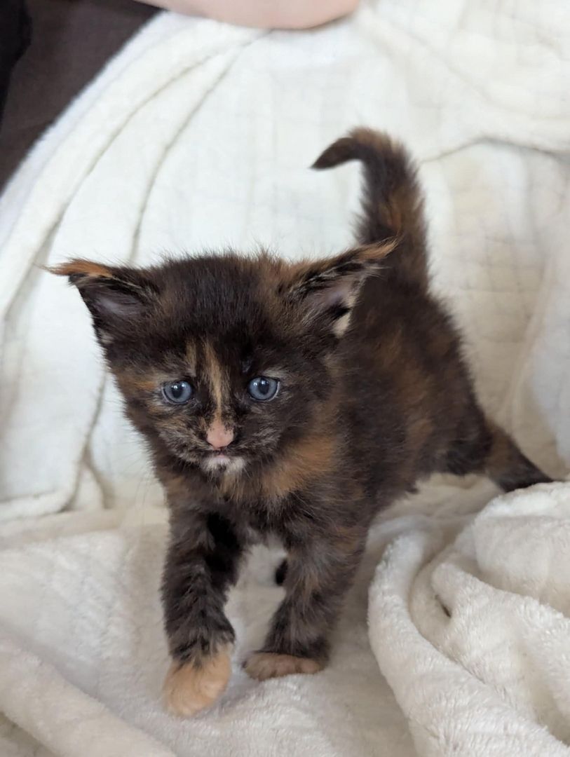 🐾 Maine Coon Kitten mit Herz & Magie – aus liebevoller Hobbyzucht „From Blasket Rock“