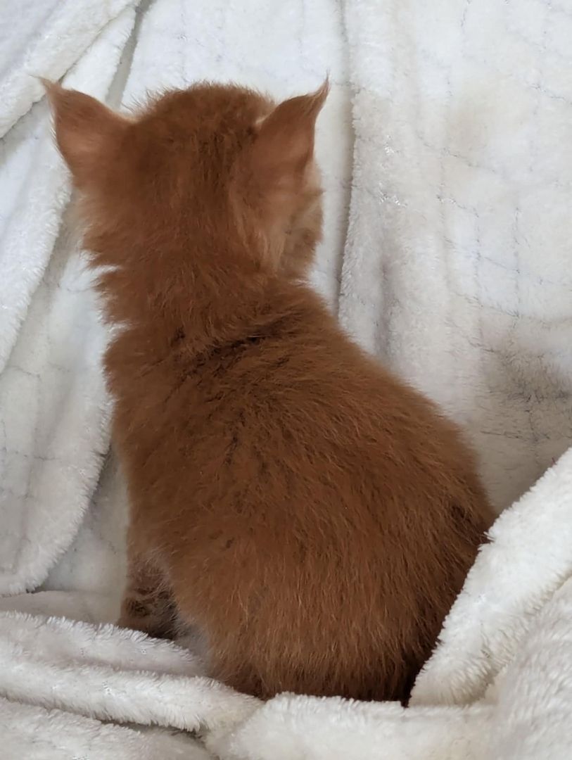 🐾 Maine Coon Kitten mit Herz & Magie – aus liebevoller Hobbyzucht „From Blasket Rock“