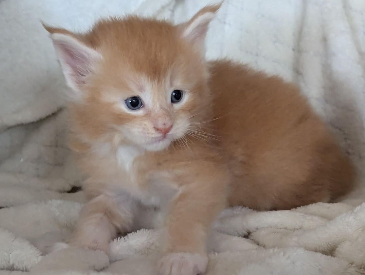🐾 Maine Coon Kitten mit Herz & Magie – aus liebevoller Hobbyzucht „From Blasket Rock“