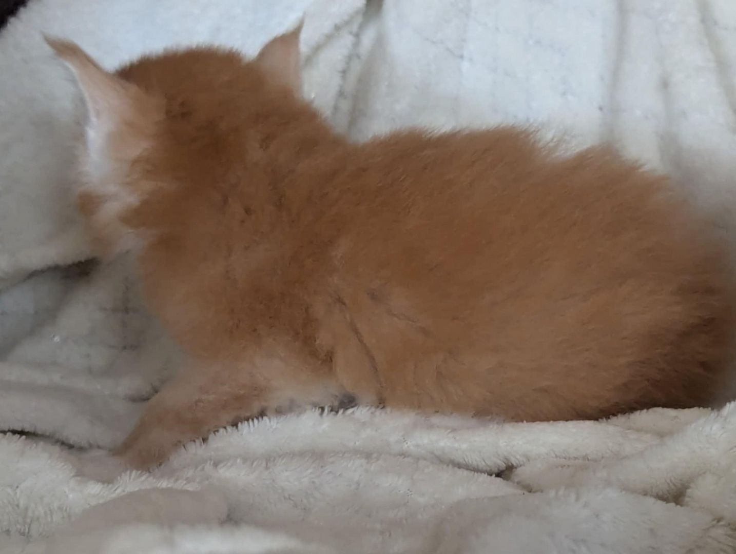 🐾 Maine Coon Kitten mit Herz & Magie – aus liebevoller Hobbyzucht „From Blasket Rock“