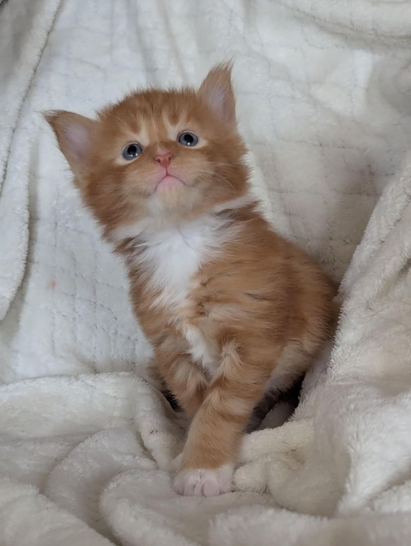 🐾 Maine Coon Kitten mit Herz & Magie – aus liebevoller Hobbyzucht „From Blasket Rock“