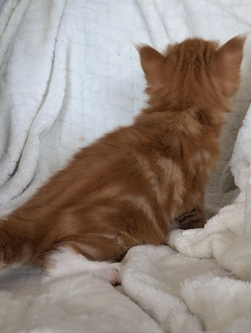 🐾 Maine Coon Kitten mit Herz & Magie – aus liebevoller Hobbyzucht „From Blasket Rock“