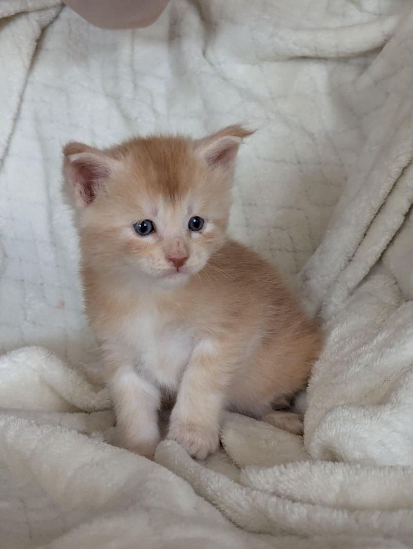🐾 Maine Coon Kitten mit Herz & Magie – aus liebevoller Hobbyzucht „From Blasket Rock“