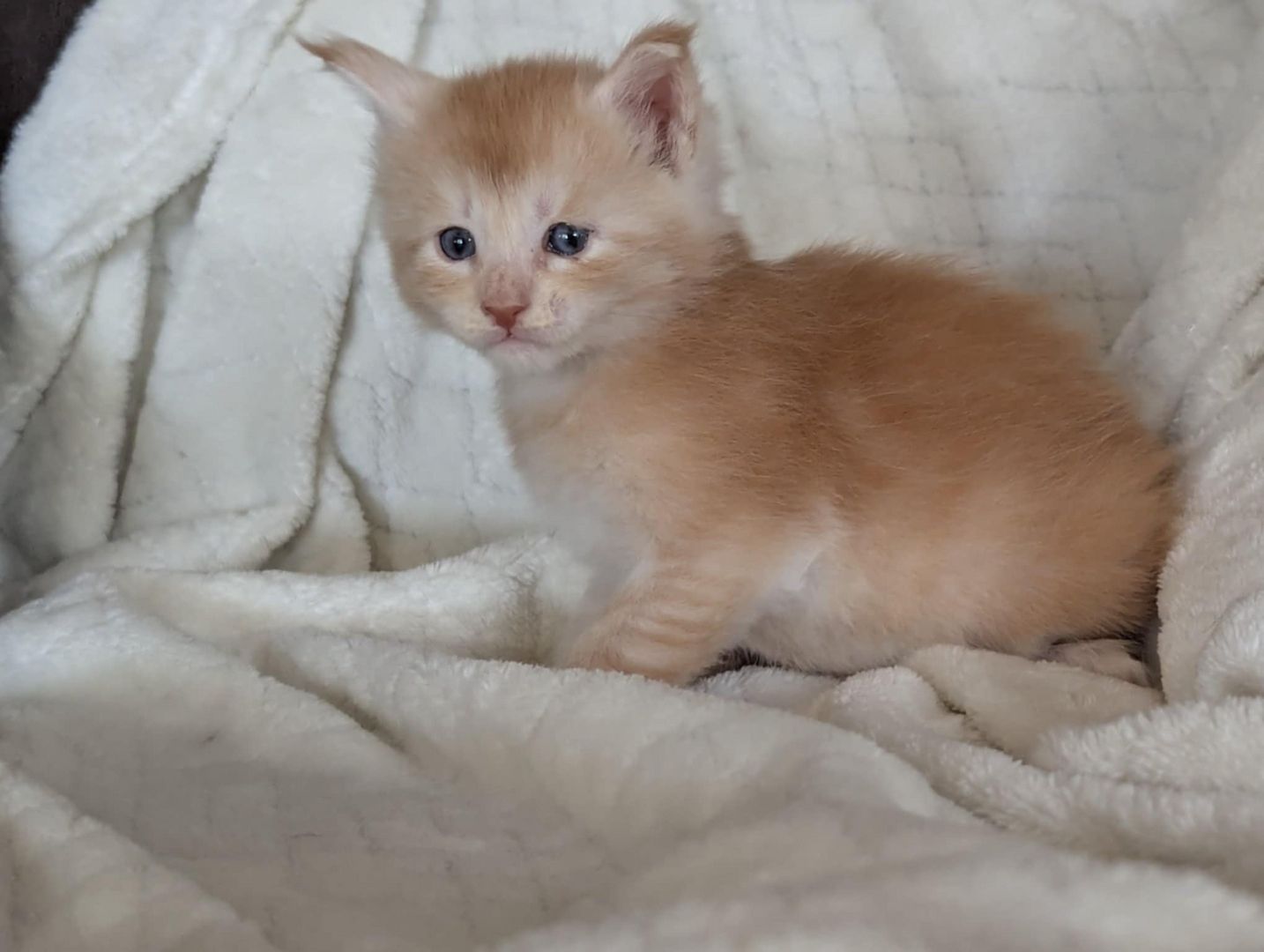 🐾 Maine Coon Kitten mit Herz & Magie – aus liebevoller Hobbyzucht „From Blasket Rock“