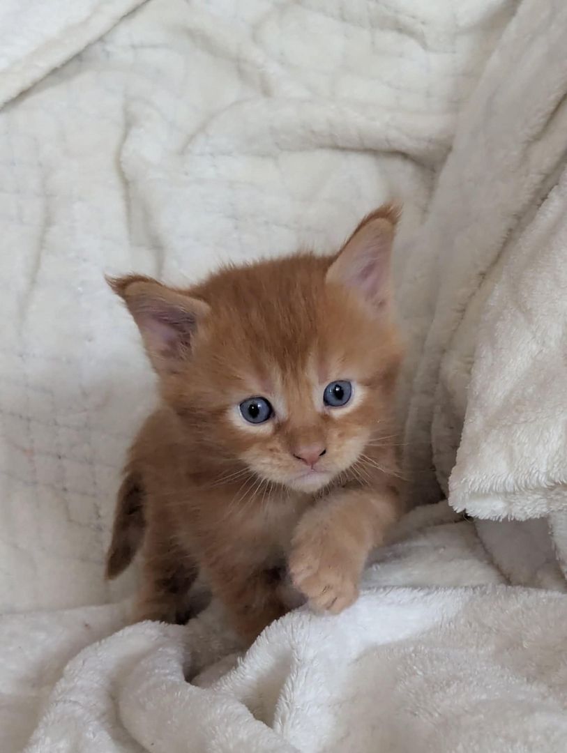🐾 Maine Coon Kitten mit Herz & Magie – aus liebevoller Hobbyzucht „From Blasket Rock“