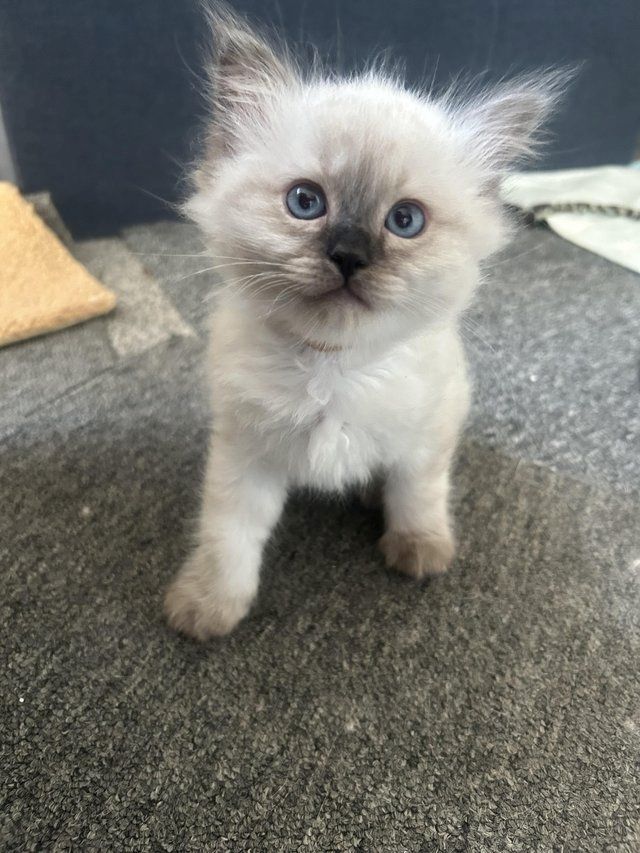 Entzückende Birma-Kätzchen