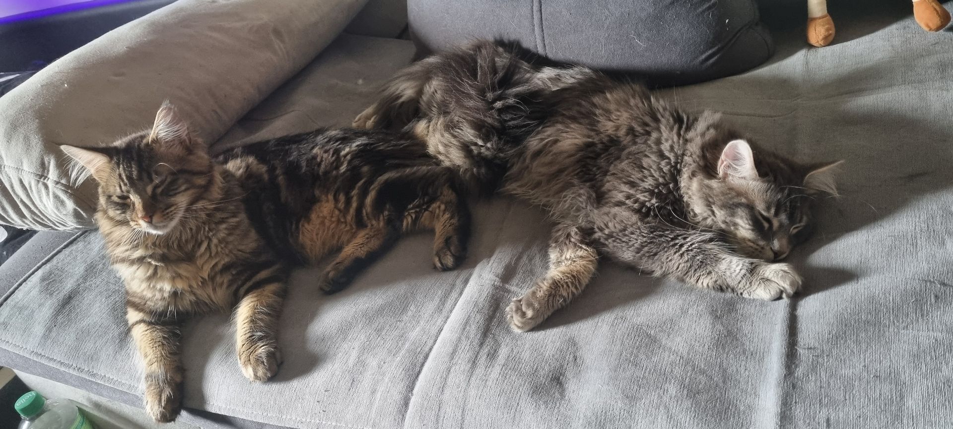 Maine Coon Kitten Kater vB