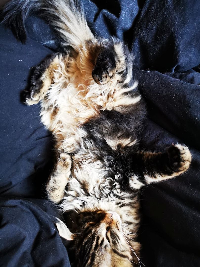 Maine Coon Kitten Kater vB