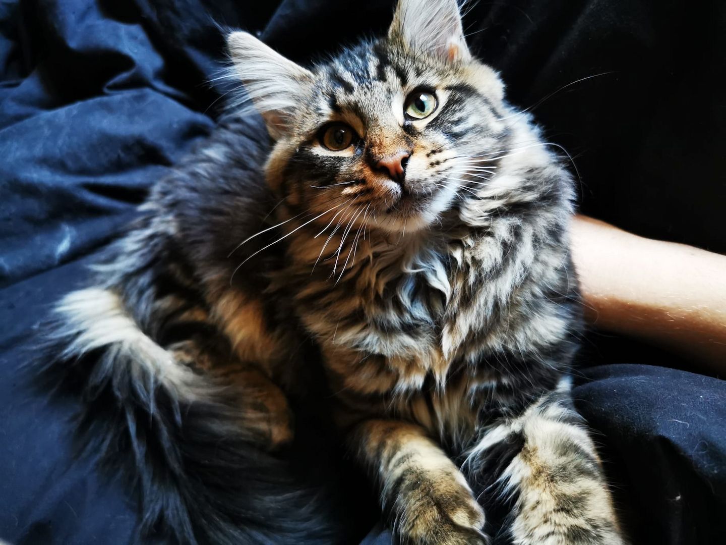 Maine Coon Kitten Kater vB