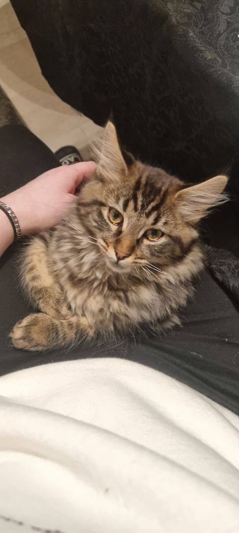 Maine Coon Kitten Kater vB