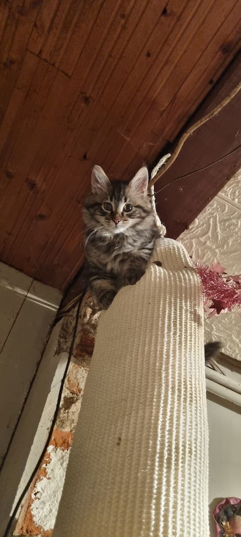 Maine Coon Kitten Kater vB