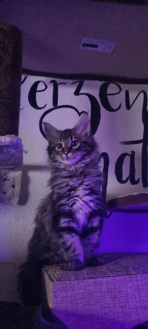 Maine Coon Kitten Kater vB