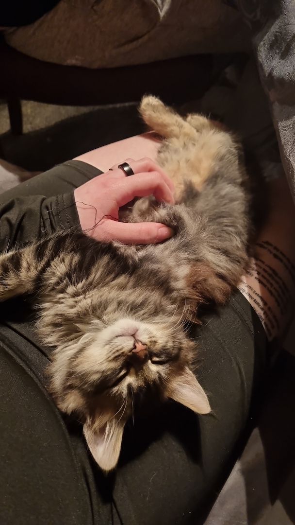 Maine Coon Kitten Kater vB