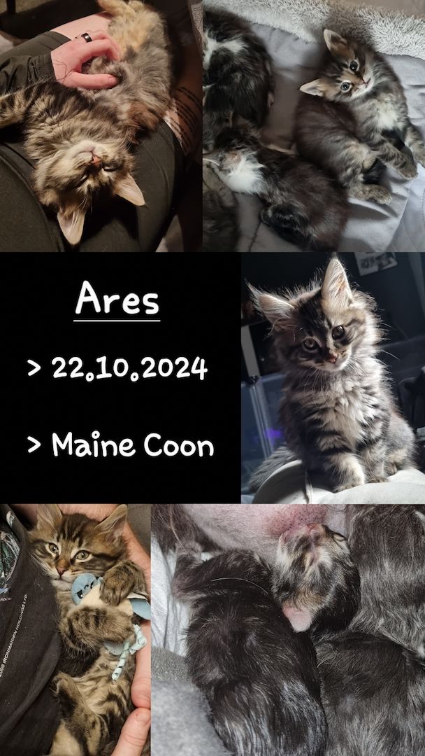 Maine Coon Kitten Kater vB