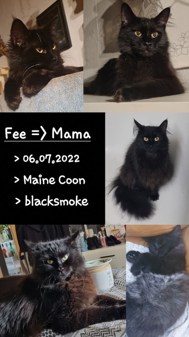 Maine Coon Kitten Kater vB